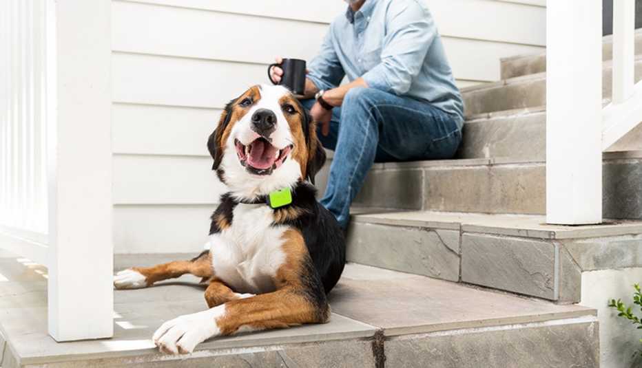 Dog wearing Whistle Pet Device