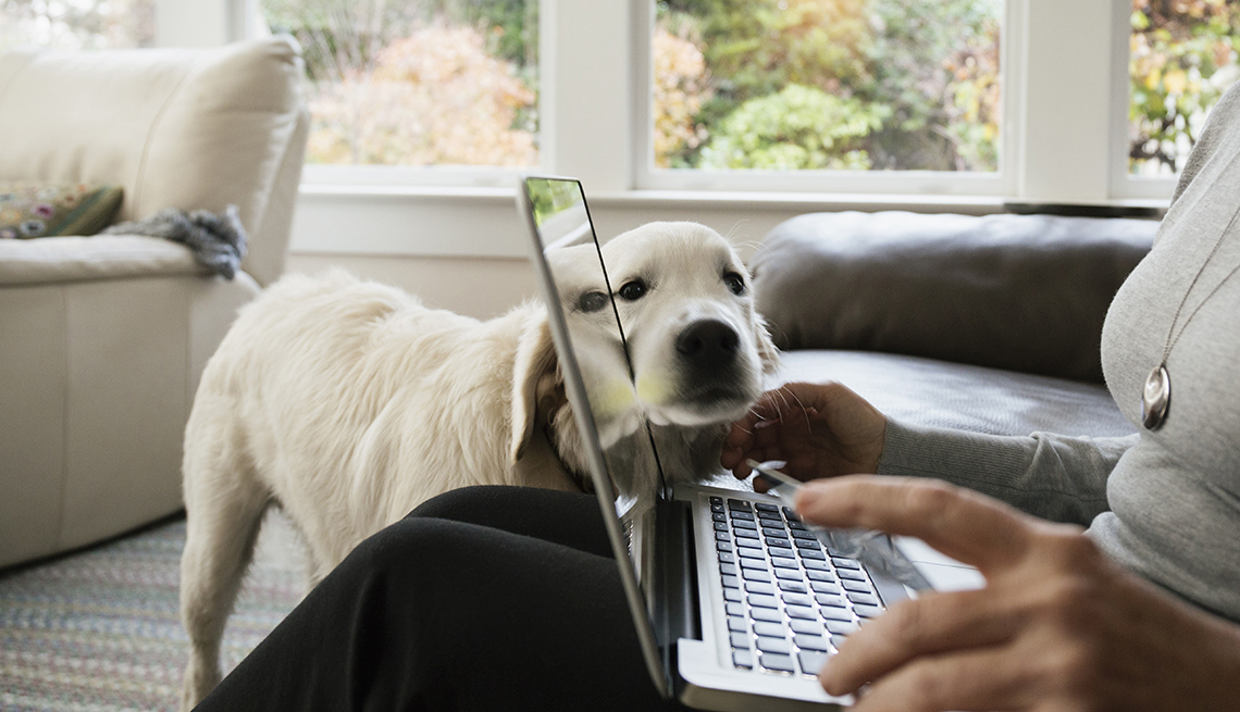 dog leans face on laptop computer screen while woman's hands are on keyboard