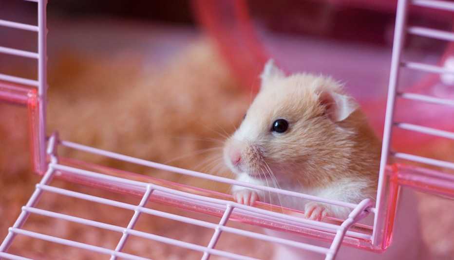 a hamster in a cage