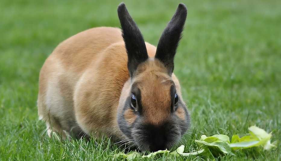 a rabbit eating lettuce