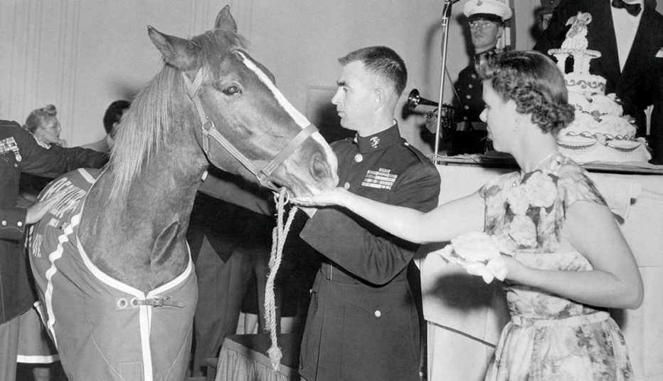 A horse eats some cake at a military party