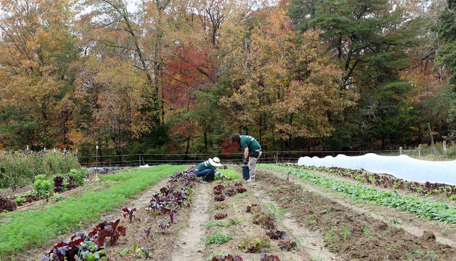antoinette laforce and another staff member work on a farm field