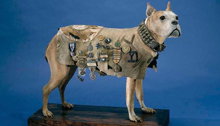 Sergeant Stubby the war dog