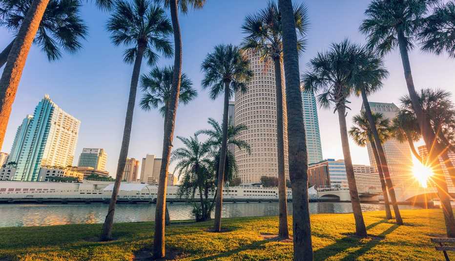 high-rise buildings stand behind palm trees at sunset in tampa, florida