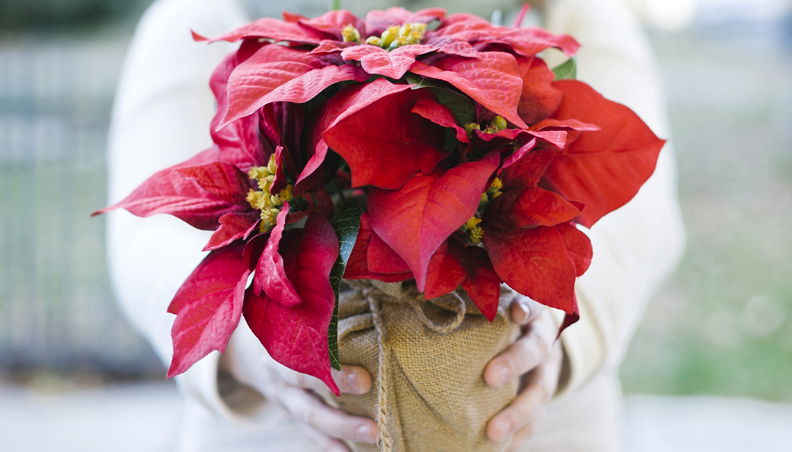 Woman holding poinsettia flowers