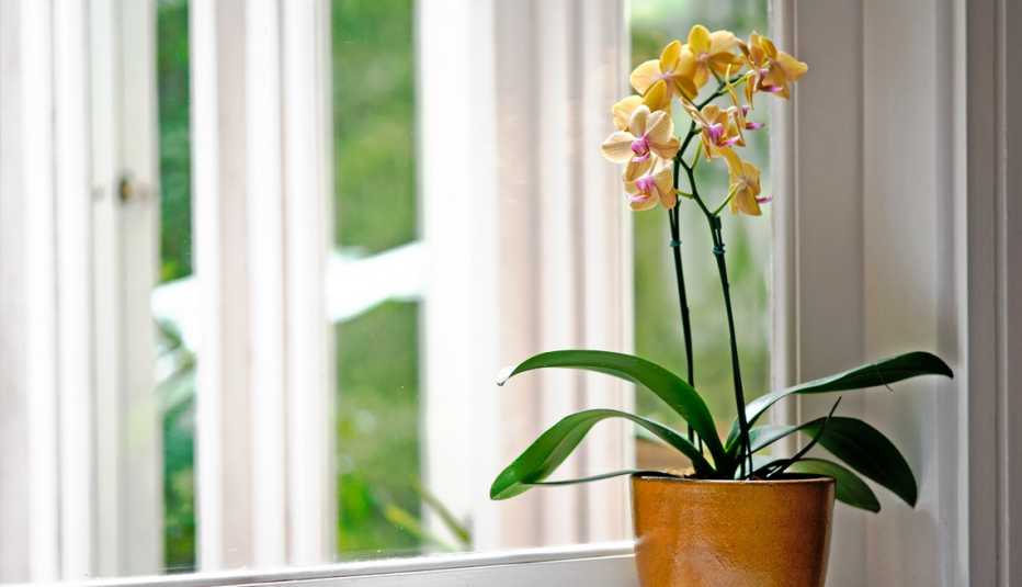 yellow and pink orchids in a pot in front of a window