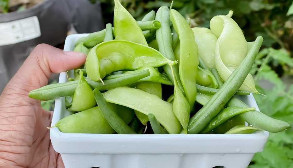 Freshly picked heirloom green peas and beans