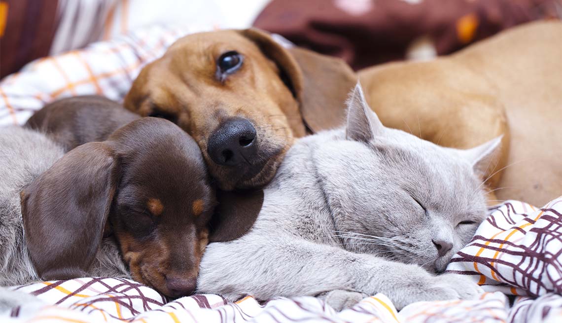 a cat and dogs sleep on the bed 