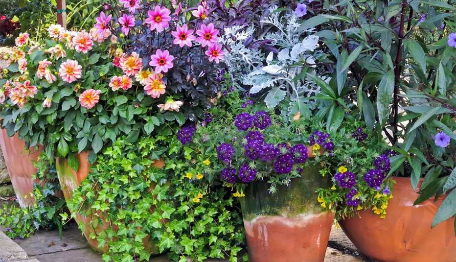 Variety of potted flowers and plants in formal garden arrangement in summer