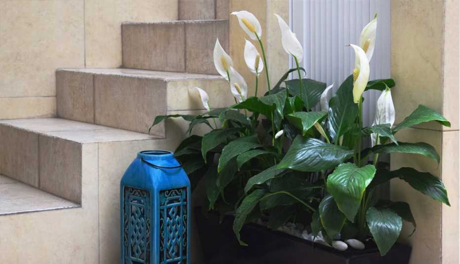 a peace lily in a pot next to a staircase