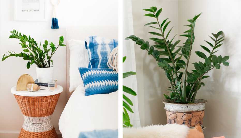 two photos of a potted z z plant