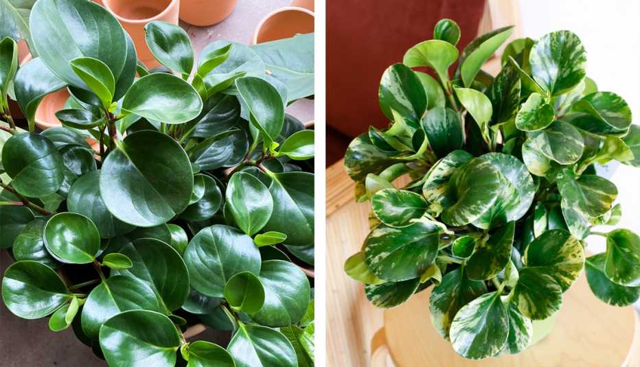 two photos of the leaves of peperomia obtusifoia