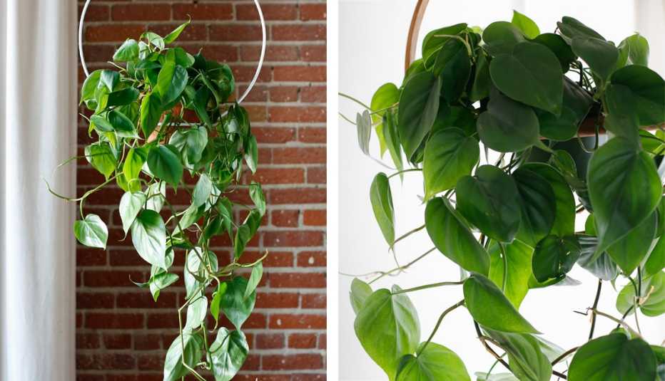 photos of hanging philodendron