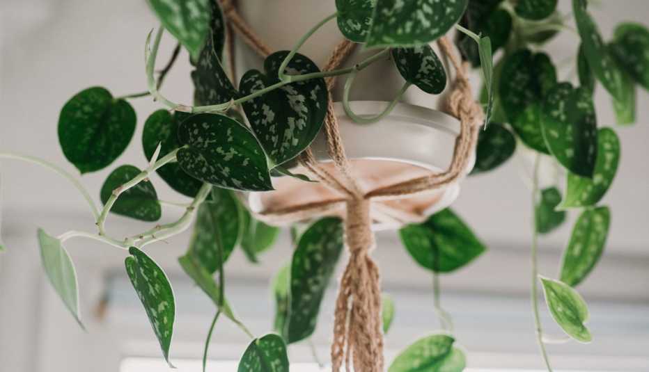 a photo of a scindapsus hanging in a pot
