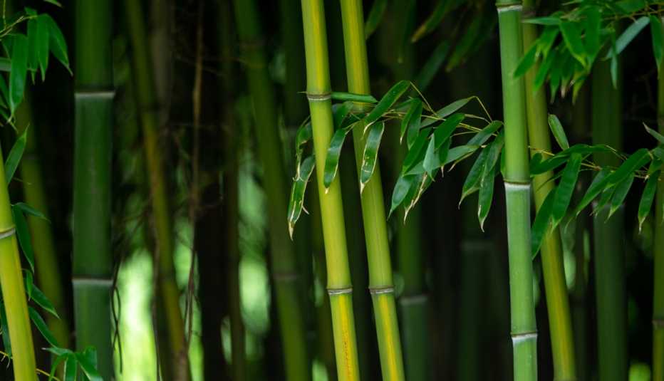 bamboo an invasive species in the u s