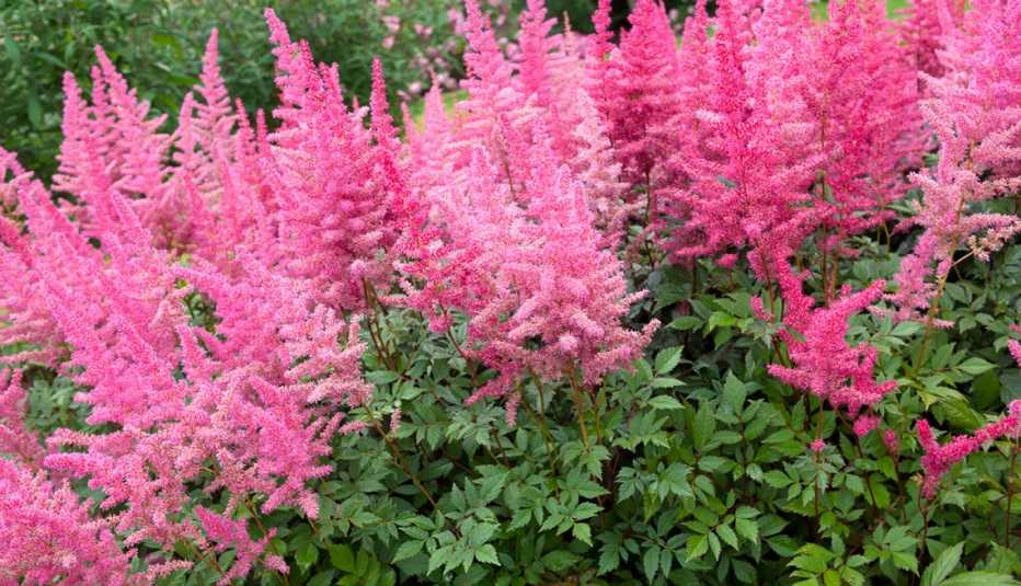 pink astilbe blooming in a garden
