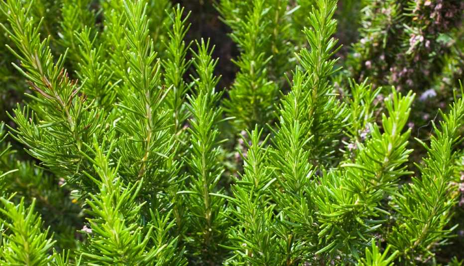 rosemary a popular herb and garden plant is also a fire risk