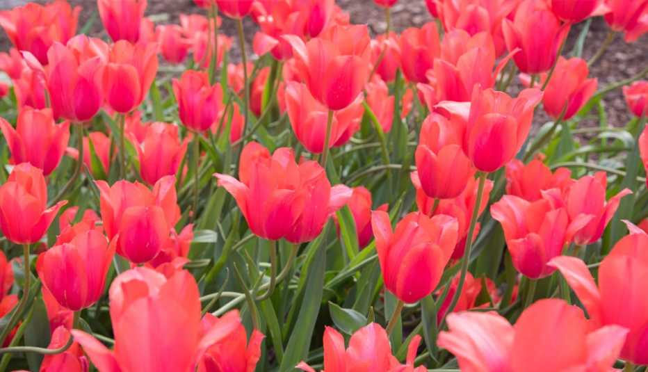 pink tulips blooming