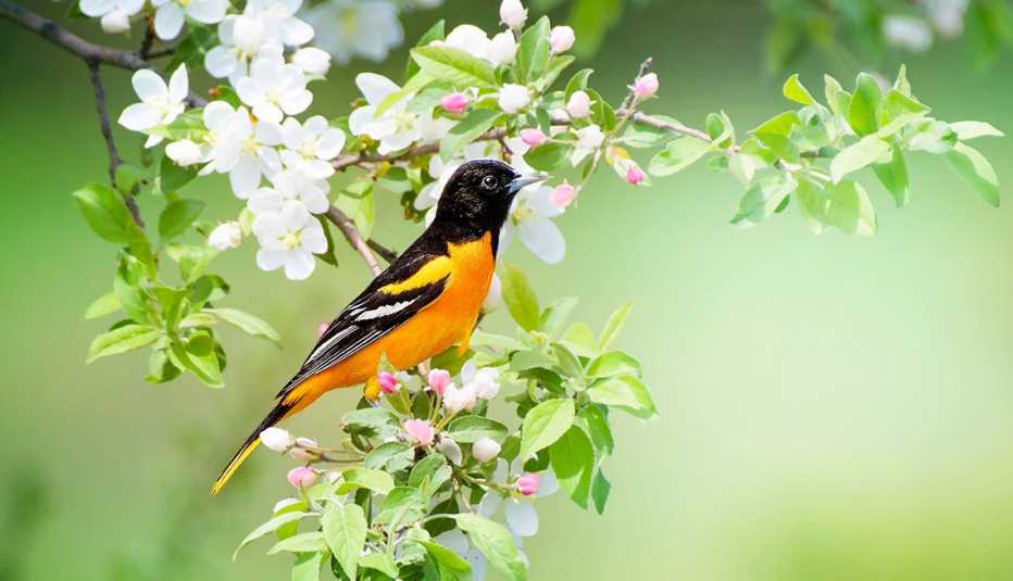 a male baltimore oriole sitting in a flowering bush