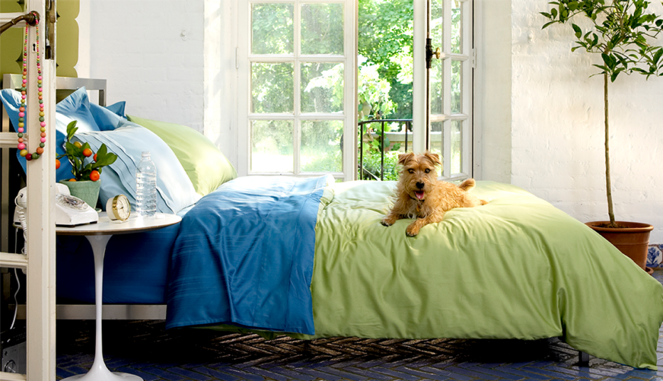 a colorful bedroom with a dog lit by natural light