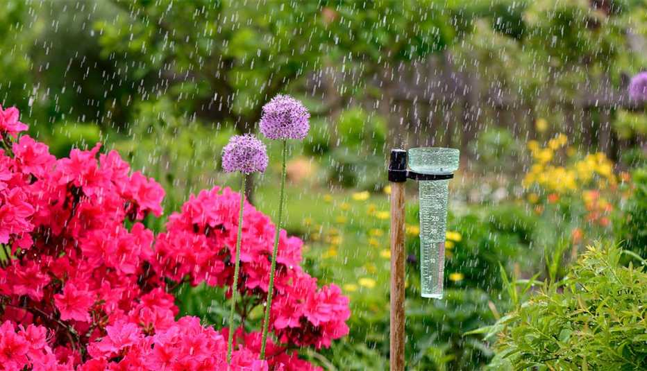 a rain guage in a rainy garden