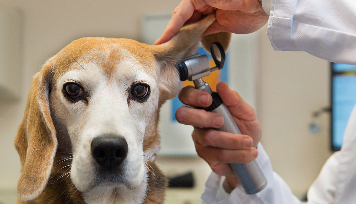 a dog being examined at the vet's office