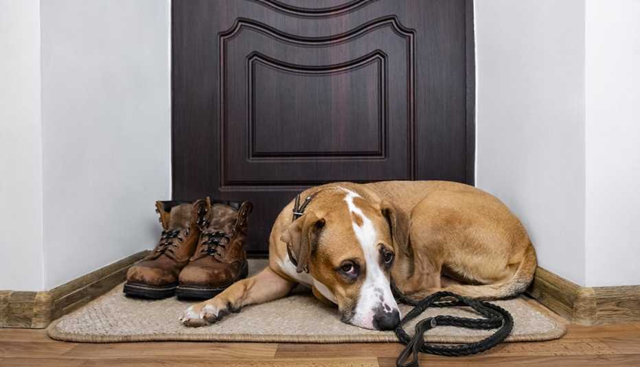 sad-looking staffordshire terrier dog with a leash on, is lying on a doormat near the front door of a home