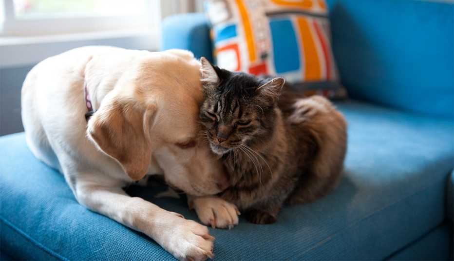 Yellow Labrador retriever and Maine coon cat cuddling together on a blue couch