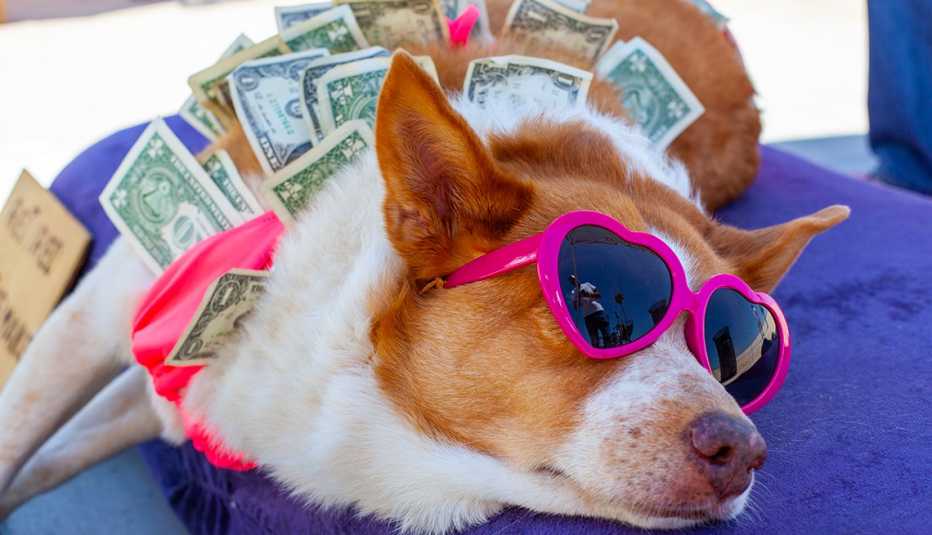 A sleeping dog wearing pink sunglasses has dollar bills tucked in his fur. 