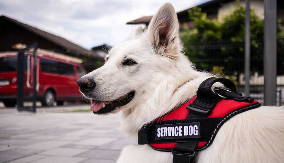 Service dog wearing a service vest