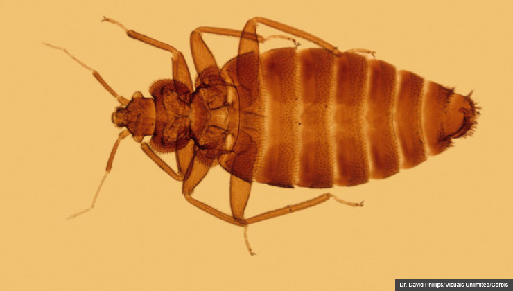 Bed bug extermination is a real problem, but so are scammers out to make money off the pests. For Scam Alert.