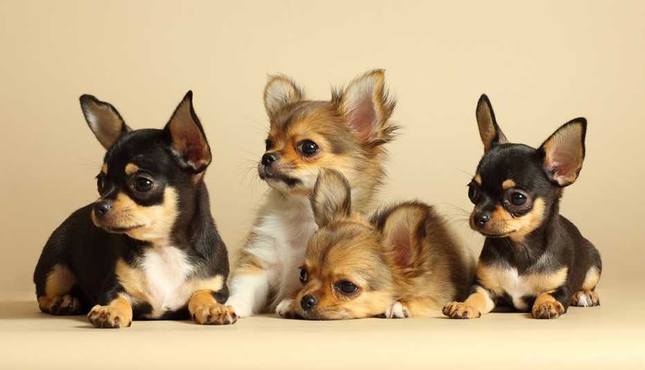 a group of four adorable chihuahua puppies