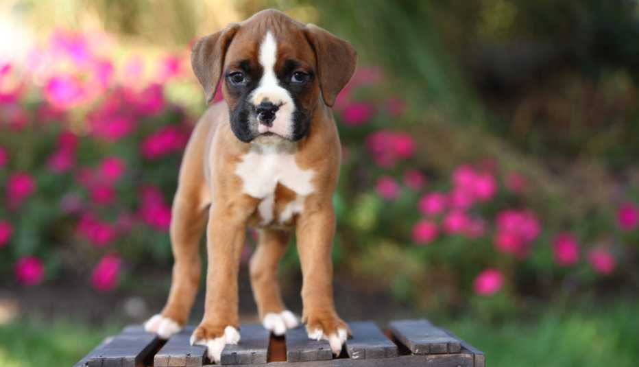Criminals often use fake photos of adorable puppies to commit puppy scams.