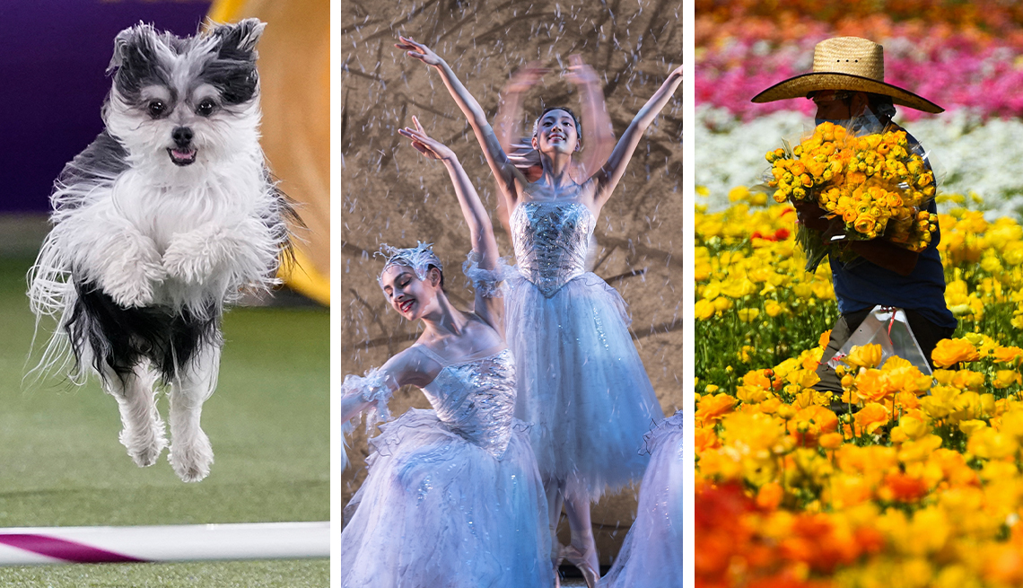 A dog competes at Westminster, Ballerinas performing the Nutcracker, and a worker in colorful flower fields in Carlsbad, CA.