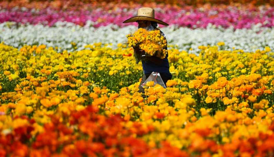 A worker carries bundles of giant ranunculus March 16 at The Flower Fields at Carlsbad Ranch in Carlsbad, California.