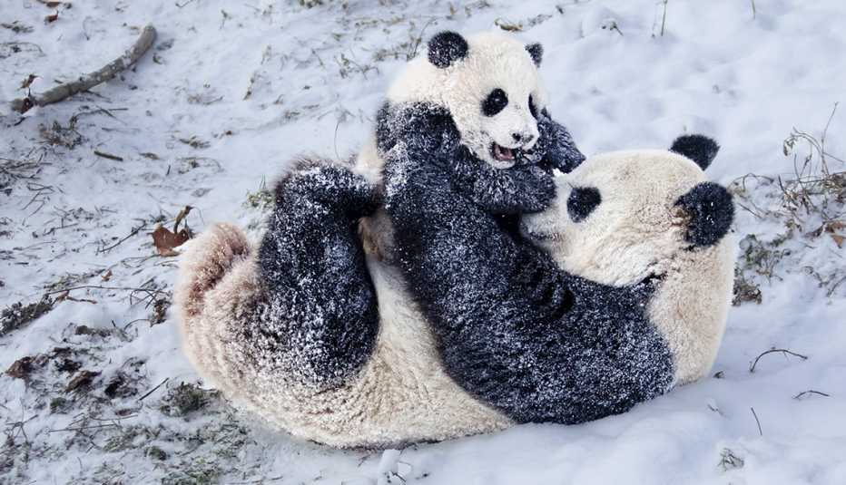 A panda cub is on top of an adult panda as they play in the snow