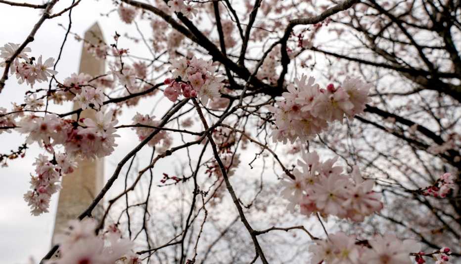 cherry blossoms erupt on branches with the washington monument in the background
