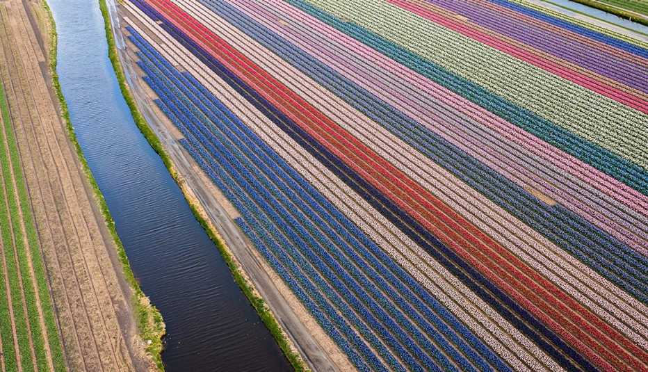 This aerial view shows rows of tulips and hyacinths in fields at Lissee in the 'Bollenstreek' (Dutch flower region) on April 8, 2022.