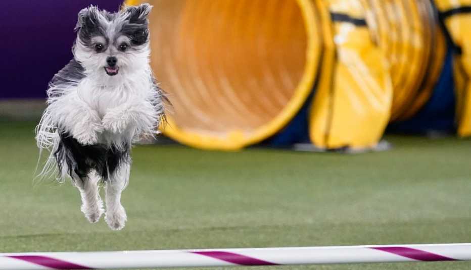 A dog competes in the 9th annual Masters Agility Championship during the 146th Westminster Kennel Club Dog Show
