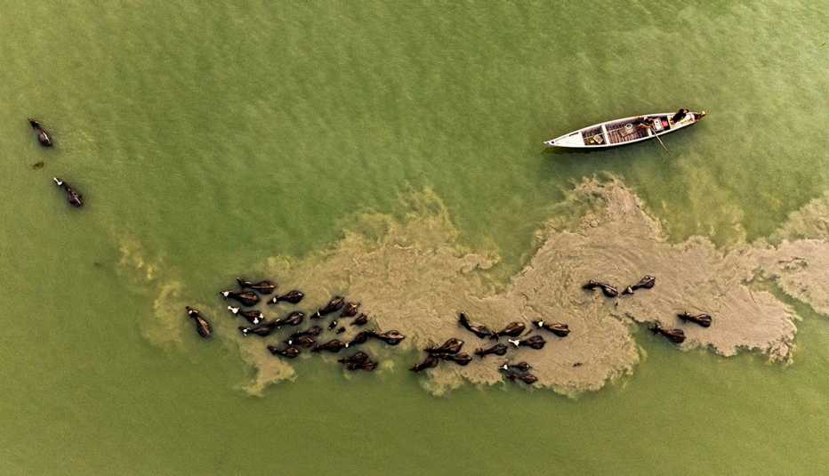 This picture taken on April 13, 2022 shows an aerial view of a herd of buffaloes swimming together past a fishing boat in the Shatt al-Arab waterway north of Iraq's southern city of Basra.
