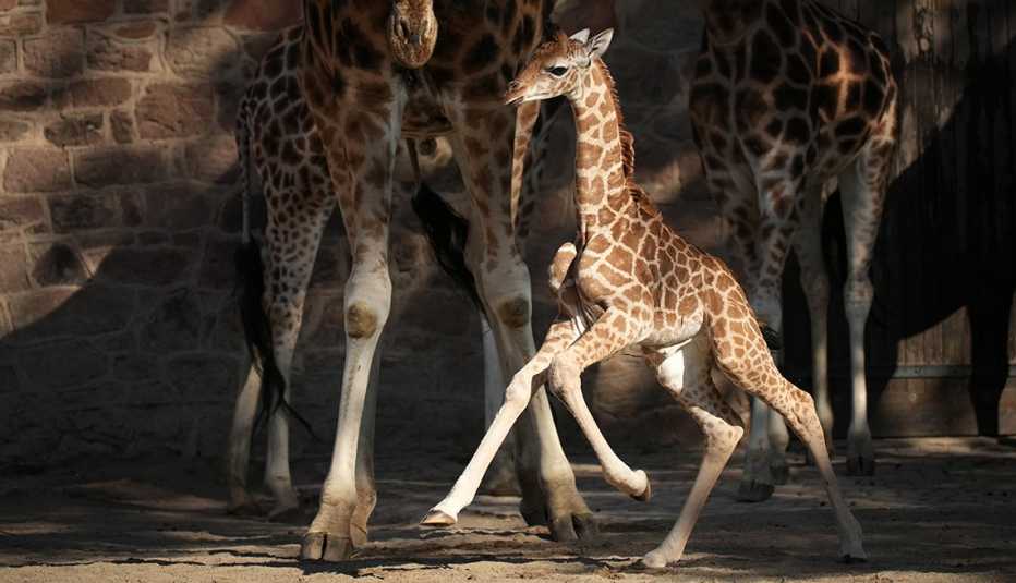Stanley, a five day old Rothschild giraffe