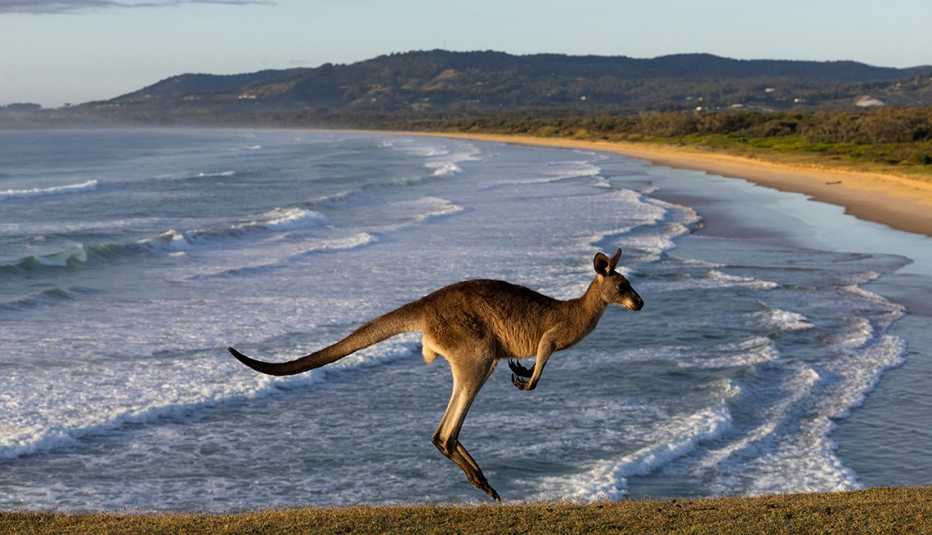 a hopping kangaroo with a wide expanse of beach and headlands in the distance