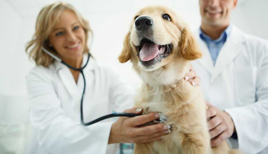 a happy dog gets examined by Veterinarians 