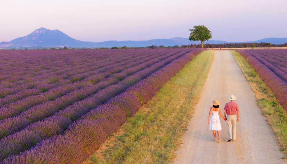 couple walking along fields of lavender in provence