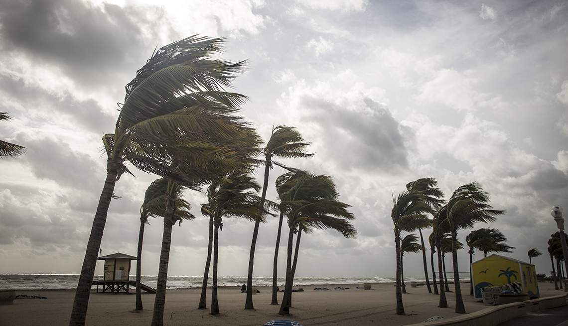 Palm trees on stormy beach flattened by strong winds in Florida hurricane