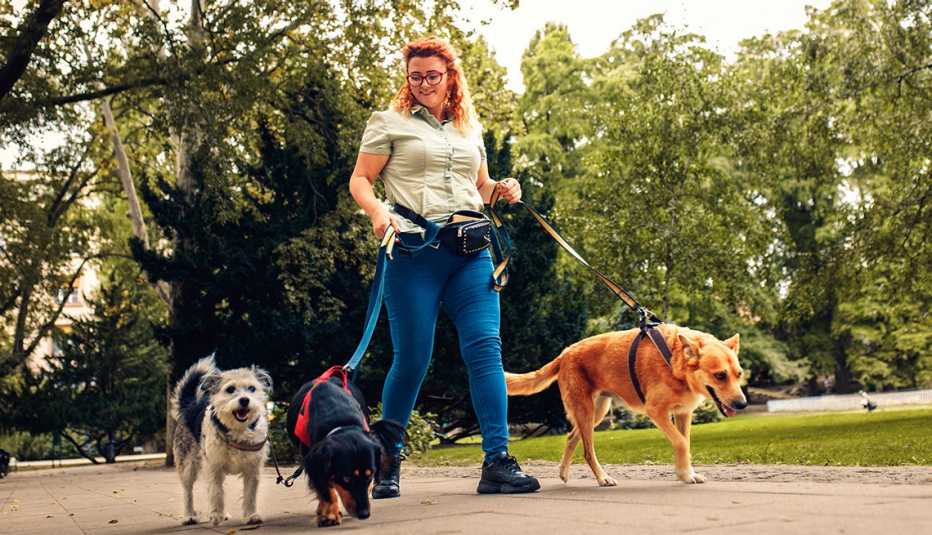 Female dog walker with three leashed dogs walking in city park.