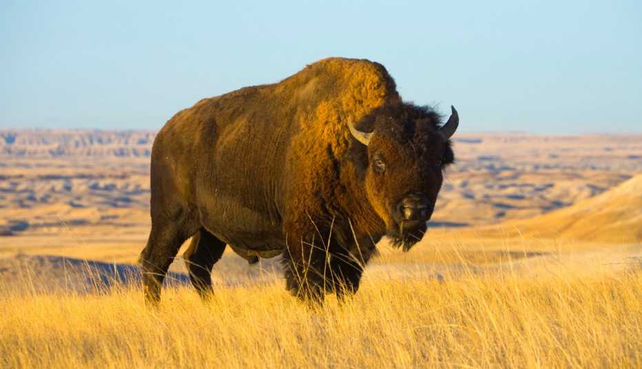 a young bison standing in badlands national park in south dakota