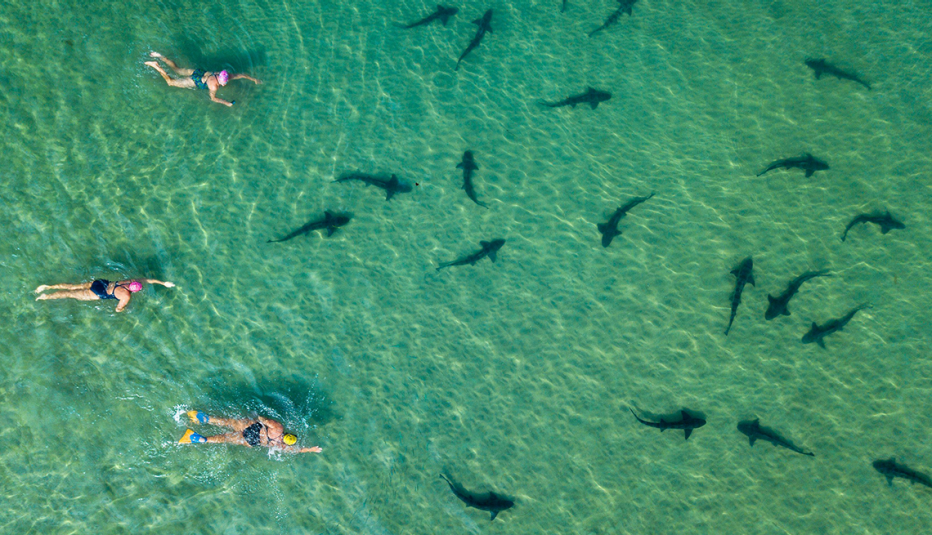 women swimming with leopard sharks at la jolla shores in san diego california