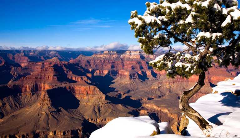 a snow covered tree and ledge above the grand canyon in winter