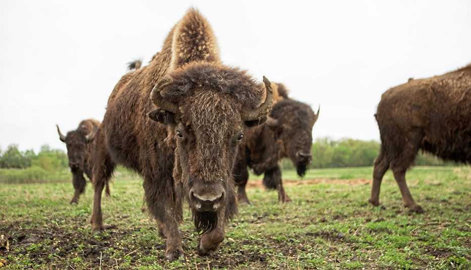 American Bison grazing on the prairie lands of Minnesota